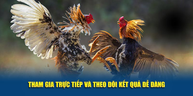 Xem Đá Gà Thomo Trực Tuyến Tại Jun88 – Cập Nhật Liên Tục 5 Tham gia trực tiếp và theo dõi kết quả dễ dàng